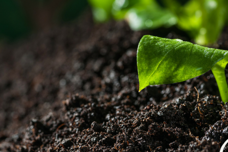Soil Carbon Baselining Workshop Report